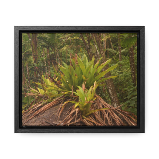Rainforest Trails & Views - Gallery Canvas Wraps, Horizontal Frame - El Yunque National Forest - Puerto Rico - Rio Sabana trail bromeliad on boulder - Green Forest Home