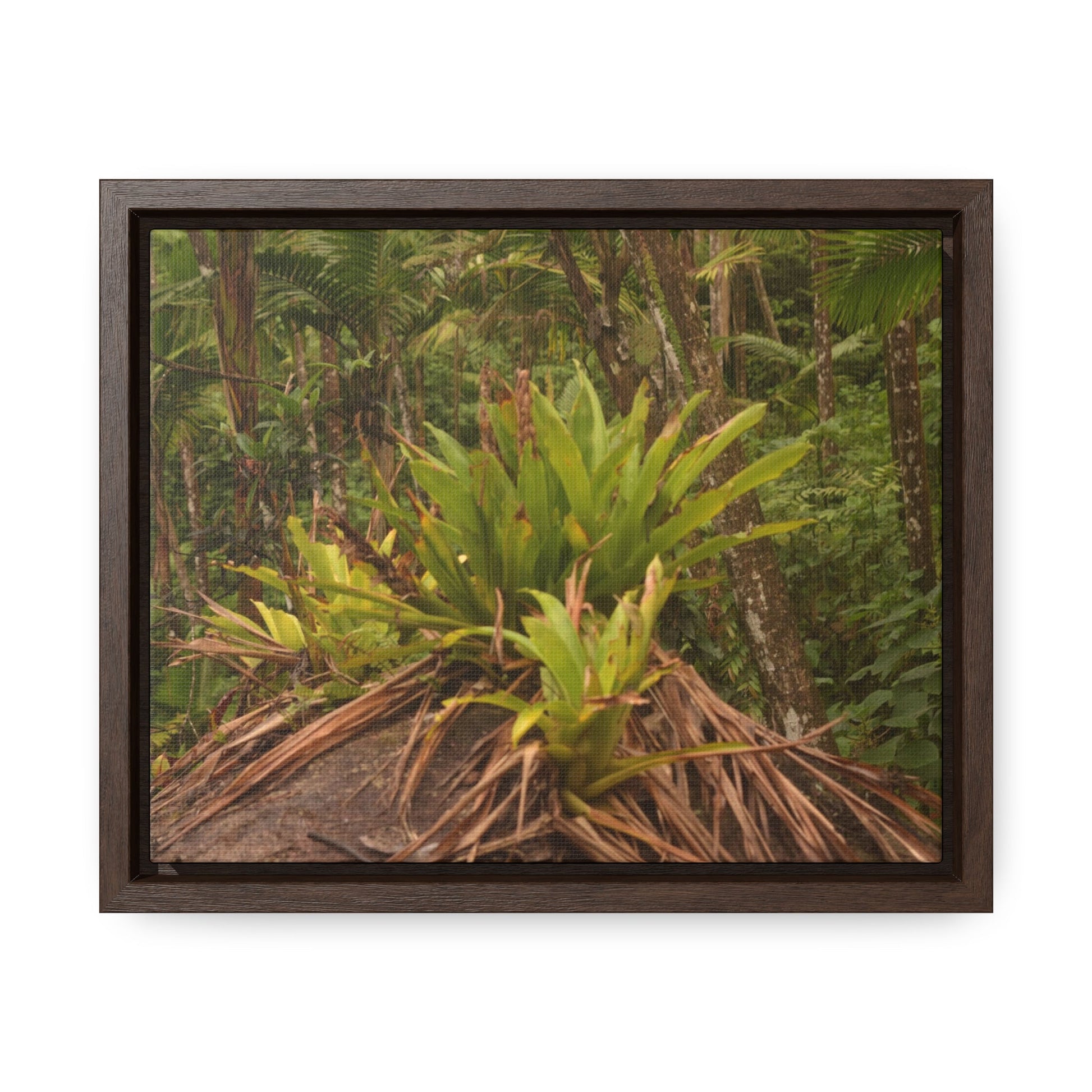 Rainforest Trails & Views - Gallery Canvas Wraps, Horizontal Frame - El Yunque National Forest - Puerto Rico - Rio Sabana trail bromeliad on boulder - Green Forest Home