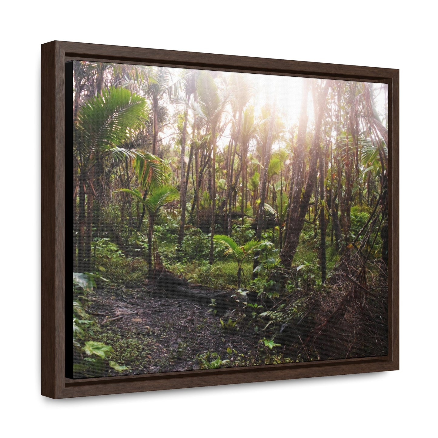 Rainforest Trails & Views - Gallery Canvas Wraps, Horizontal Frame - El Yunque National Forest - Puerto Rico - Rio Sabana trail crosses a swap in sunset - Green Forest Home