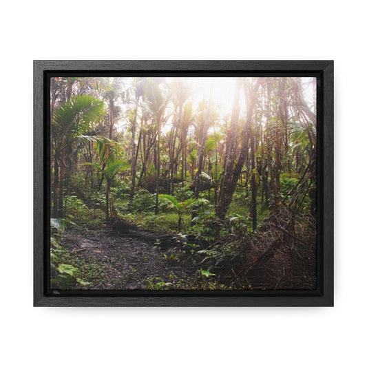 Rainforest Trails & Views - Gallery Canvas Wraps, Horizontal Frame - El Yunque National Forest - Puerto Rico - Rio Sabana trail crosses a swap in sunset - Green Forest Home