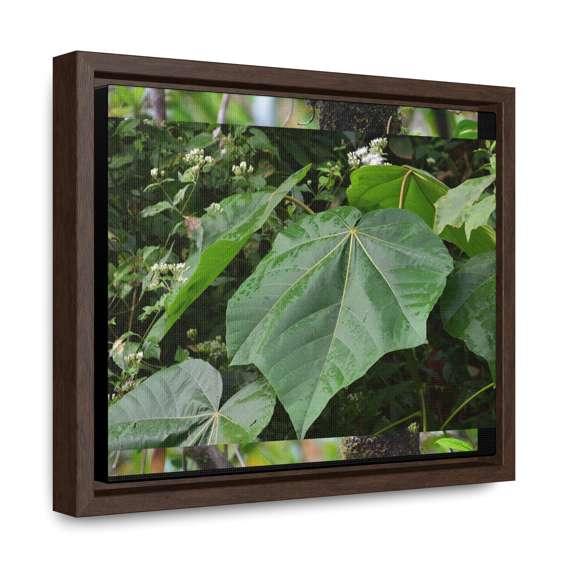 Rainforest Trails & Views - Gallery Canvas Wraps, Horizontal Frame - El Yunque National Forest - Puerto Rico - Rio Sabana trail - one of 250 plant species of l Yunque - Green Forest Home
