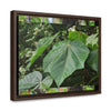 Rainforest Trails & Views - Gallery Canvas Wraps, Horizontal Frame - El Yunque National Forest - Puerto Rico - Rio Sabana trail - one of 250 plant species of l Yunque - Green Forest Home