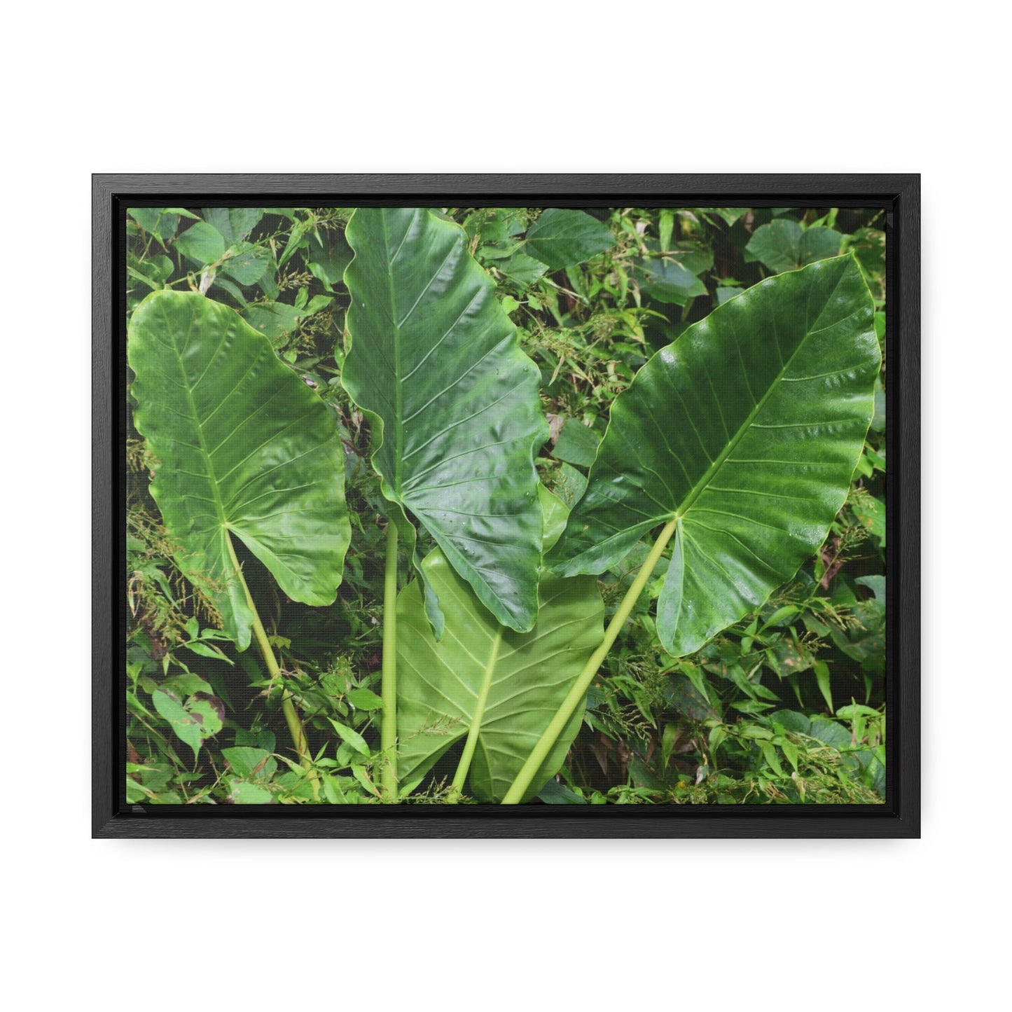 Rainforest Trails & Views - Gallery Canvas Wraps, Horizontal Frame - El Yunque National Forest - Puerto Rico - Rio Sabana trail - one of 250 plant species of l Yunque - Green Forest Home