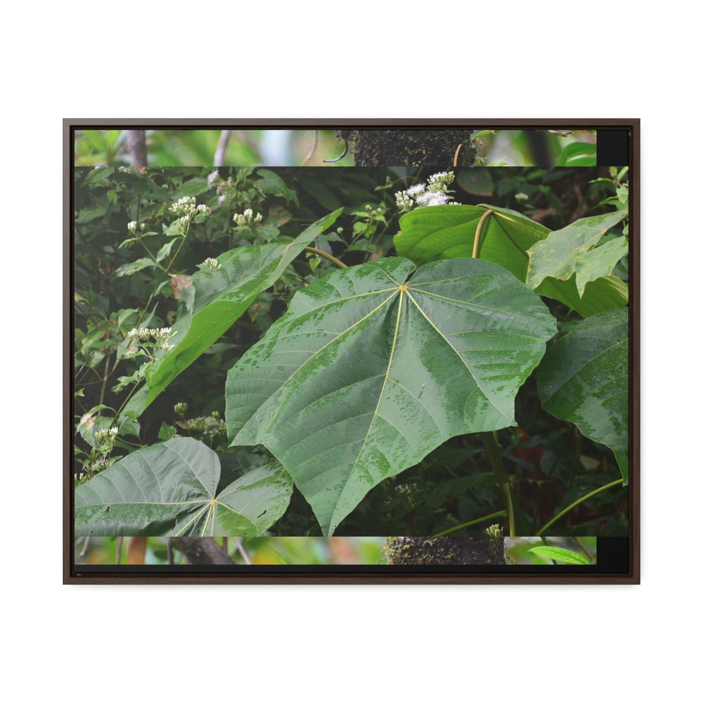 Rainforest Trails & Views - Gallery Canvas Wraps, Horizontal Frame - El Yunque National Forest - Puerto Rico - Rio Sabana trail - one of 250 plant species of l Yunque - Green Forest Home