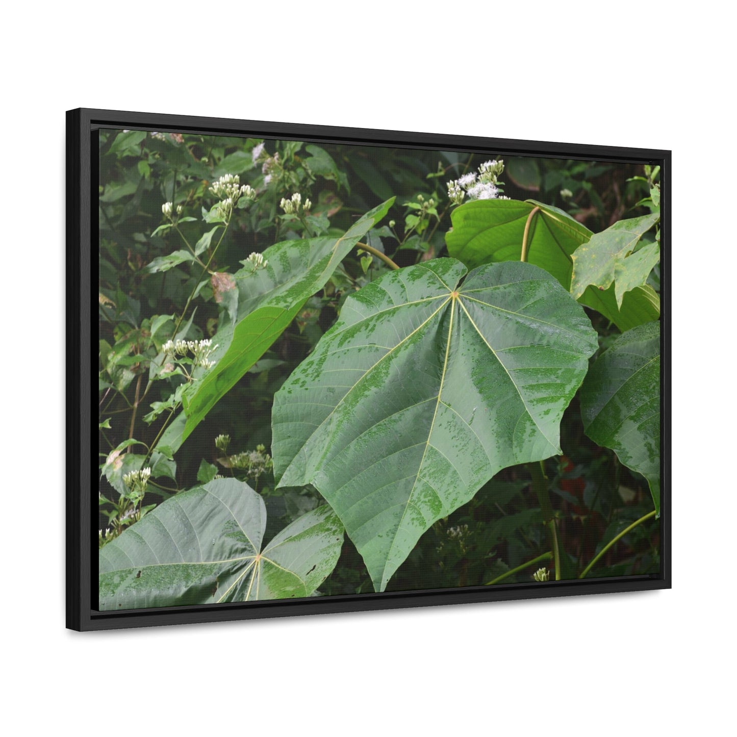 Rainforest Trails & Views - Gallery Canvas Wraps, Horizontal Frame - El Yunque National Forest - Puerto Rico - Rio Sabana trail - one of 250 plant species of l Yunque - Green Forest Home