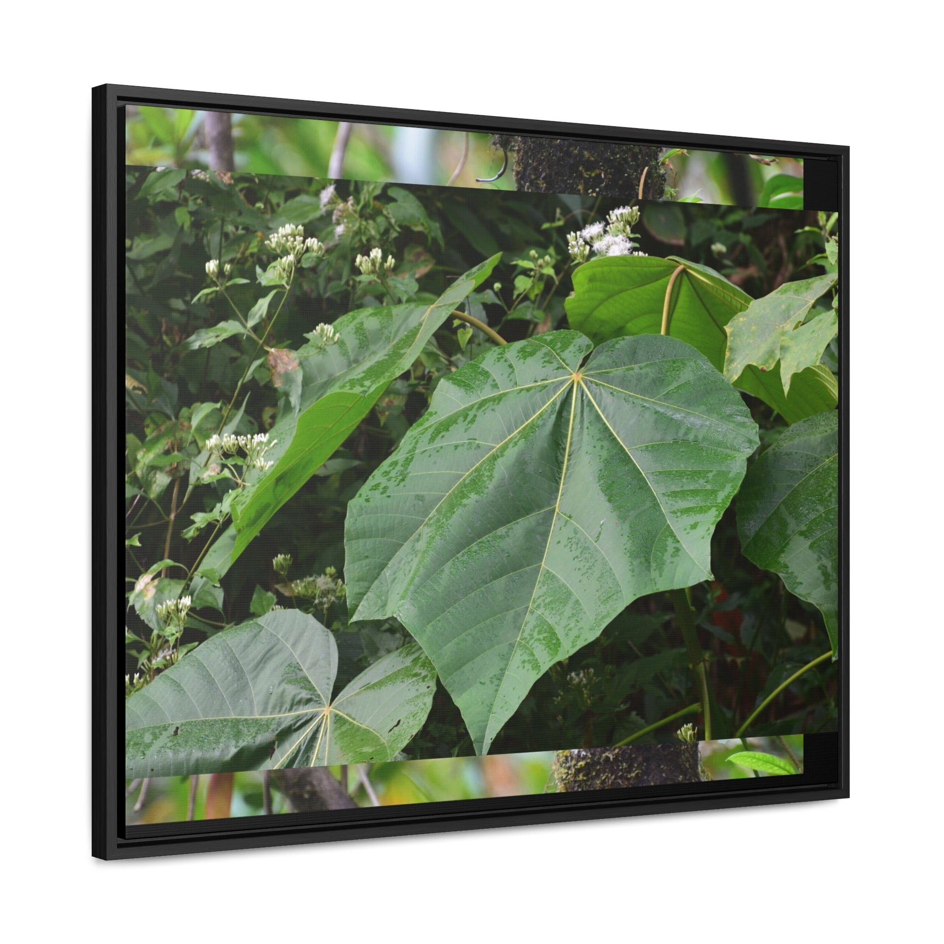 Rainforest Trails & Views - Gallery Canvas Wraps, Horizontal Frame - El Yunque National Forest - Puerto Rico - Rio Sabana trail - one of 250 plant species of l Yunque - Green Forest Home