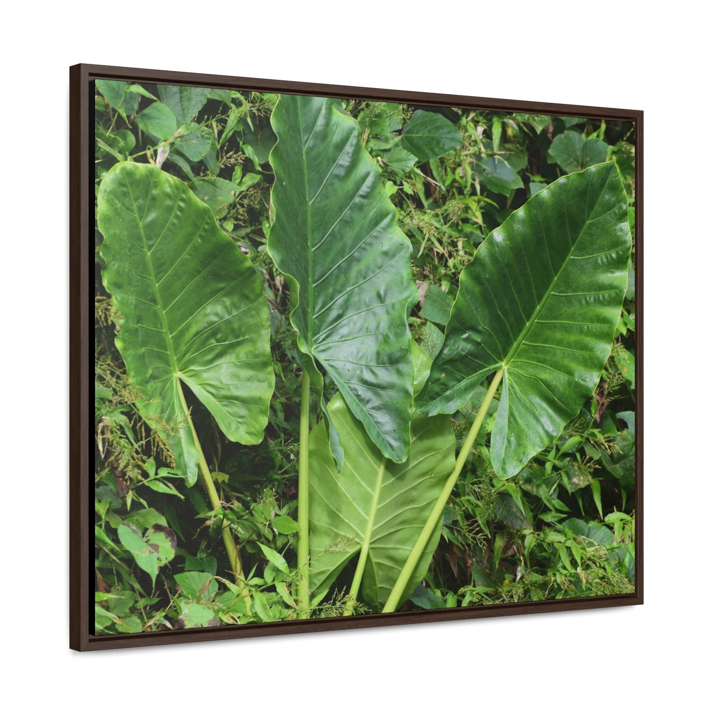 Rainforest Trails & Views - Gallery Canvas Wraps, Horizontal Frame - El Yunque National Forest - Puerto Rico - Rio Sabana trail - one of 250 plant species of l Yunque - Green Forest Home