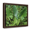 Rainforest Trails & Views - Gallery Canvas Wraps, Horizontal Frame - El Yunque National Forest - Puerto Rico - Rio Sabana trail - one of 250 plant species of l Yunque - Green Forest Home