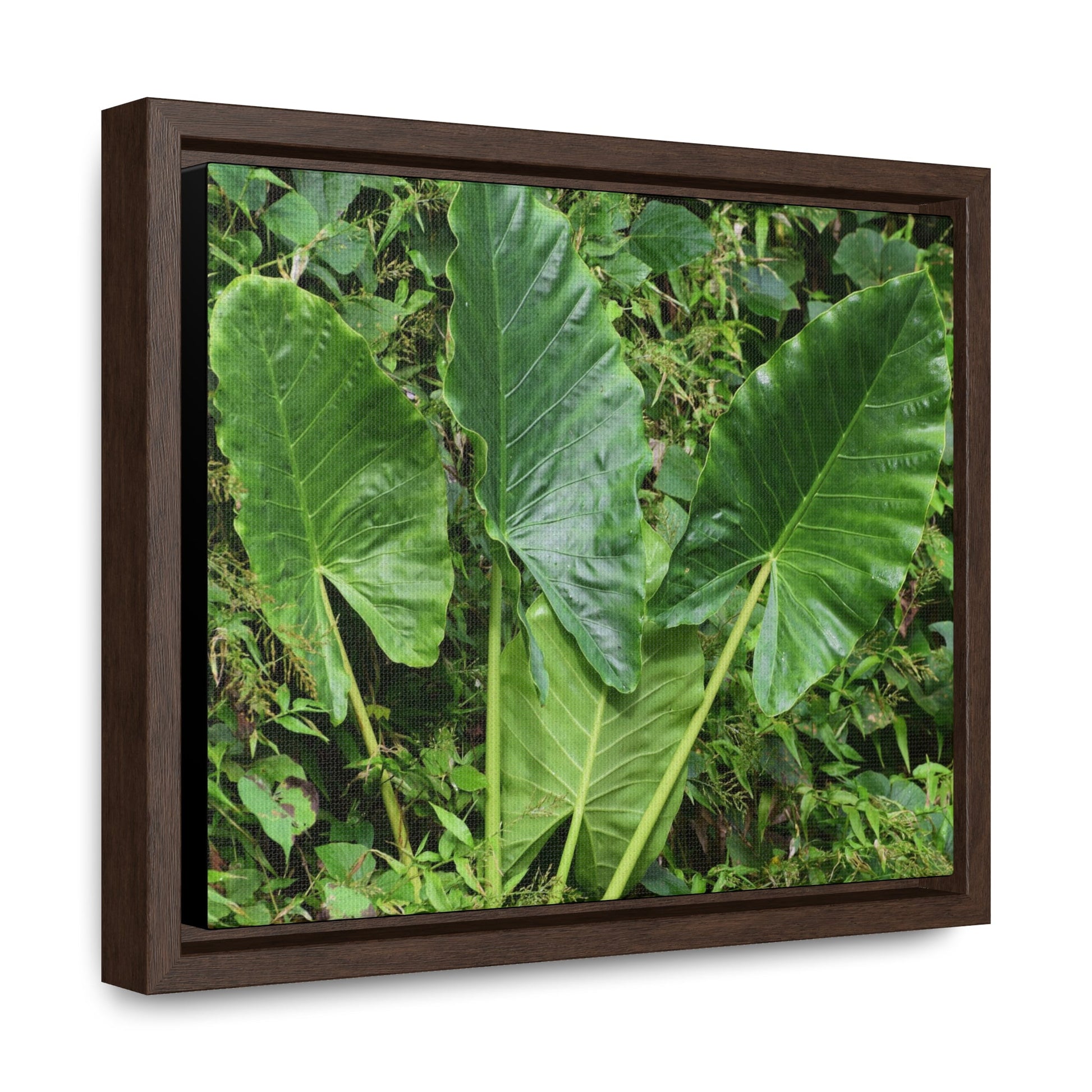Rainforest Trails & Views - Gallery Canvas Wraps, Horizontal Frame - El Yunque National Forest - Puerto Rico - Rio Sabana trail - one of 250 plant species of l Yunque - Green Forest Home