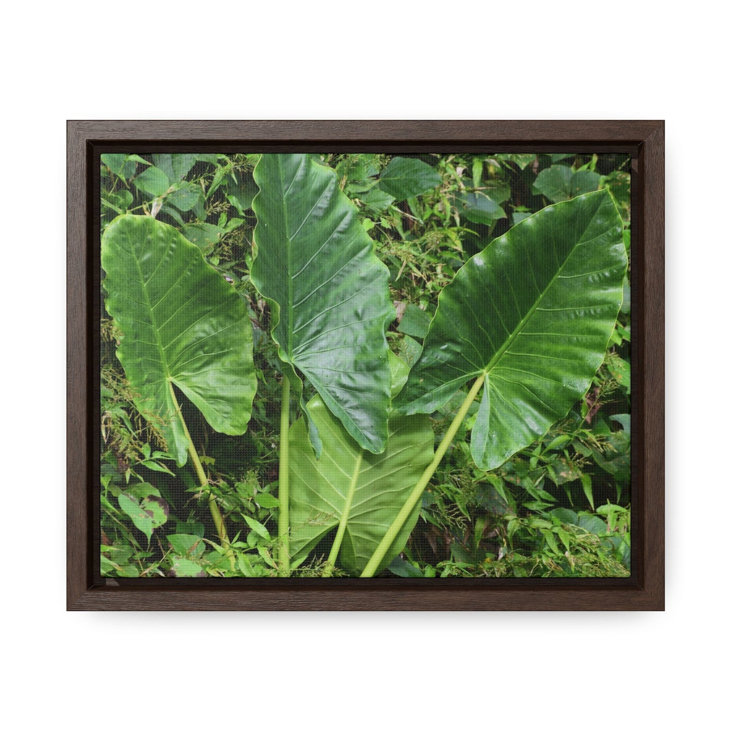 Rainforest Trails & Views - Gallery Canvas Wraps, Horizontal Frame - El Yunque National Forest - Puerto Rico - Rio Sabana trail - one of 250 plant species of l Yunque - Green Forest Home
