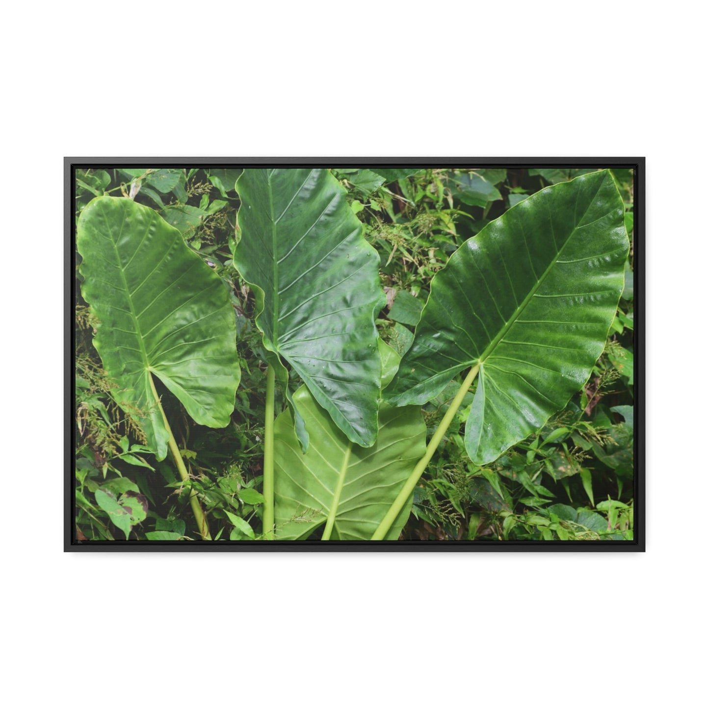 Rainforest Trails & Views - Gallery Canvas Wraps, Horizontal Frame - El Yunque National Forest - Puerto Rico - Rio Sabana trail - one of 250 plant species of l Yunque - Green Forest Home