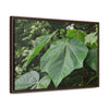 Rainforest Trails & Views - Gallery Canvas Wraps, Horizontal Frame - El Yunque National Forest - Puerto Rico - Rio Sabana trail - one of 250 plant species of l Yunque - Green Forest Home