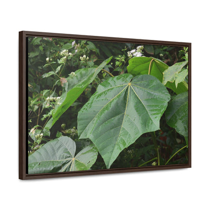 Rainforest Trails & Views - Gallery Canvas Wraps, Horizontal Frame - El Yunque National Forest - Puerto Rico - Rio Sabana trail - one of 250 plant species of l Yunque - Green Forest Home
