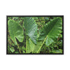 Rainforest Trails & Views - Gallery Canvas Wraps, Horizontal Frame - El Yunque National Forest - Puerto Rico - Rio Sabana trail - one of 250 plant species of l Yunque - Green Forest Home