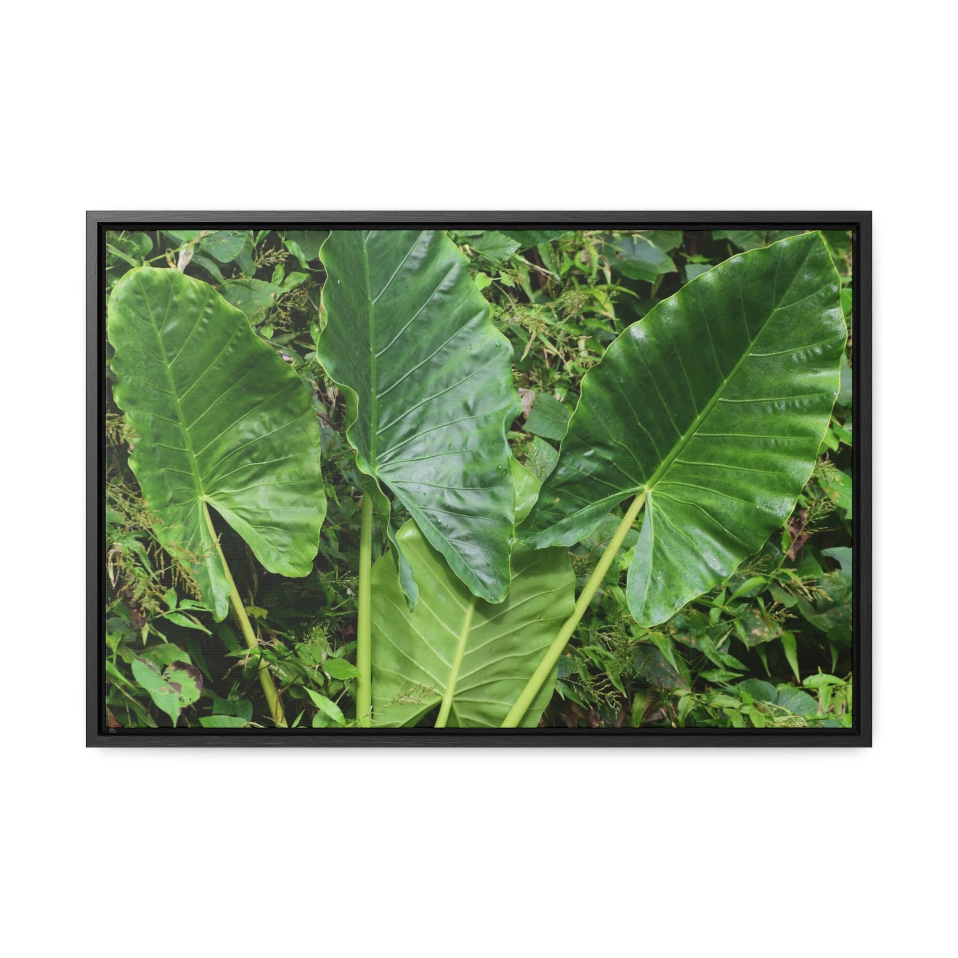 Rainforest Trails & Views - Gallery Canvas Wraps, Horizontal Frame - El Yunque National Forest - Puerto Rico - Rio Sabana trail - one of 250 plant species of l Yunque - Green Forest Home