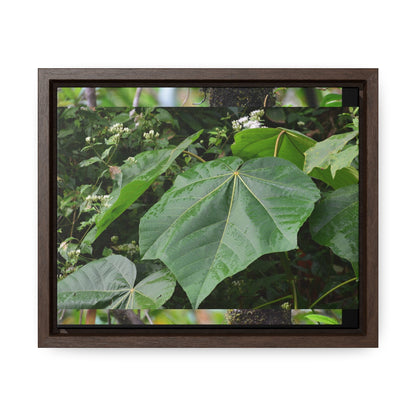 Rainforest Trails & Views - Gallery Canvas Wraps, Horizontal Frame - El Yunque National Forest - Puerto Rico - Rio Sabana trail - one of 250 plant species of l Yunque - Green Forest Home