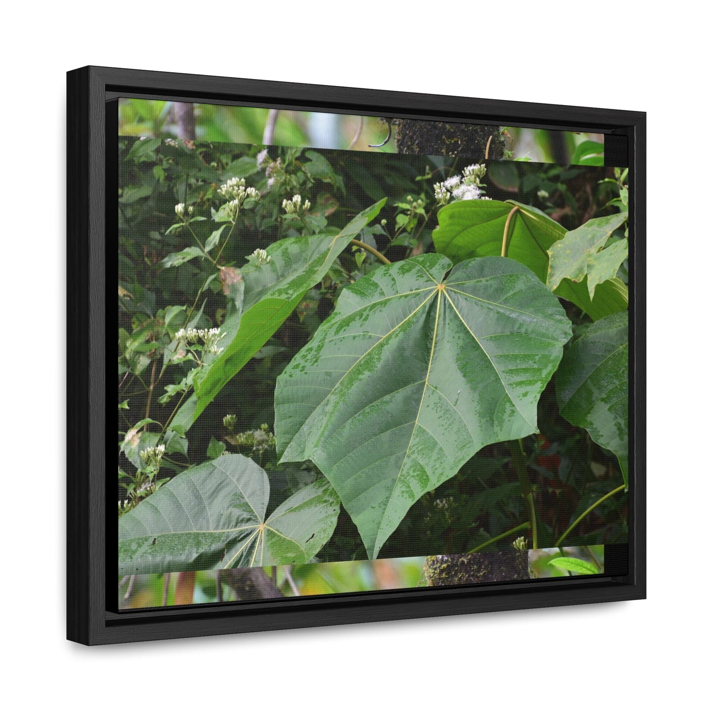 Rainforest Trails & Views - Gallery Canvas Wraps, Horizontal Frame - El Yunque National Forest - Puerto Rico - Rio Sabana trail - one of 250 plant species of l Yunque - Green Forest Home