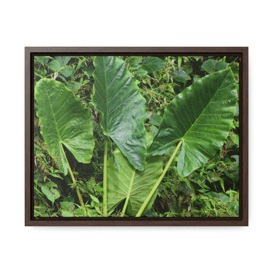 Rainforest Trails & Views - Gallery Canvas Wraps, Horizontal Frame - El Yunque National Forest - Puerto Rico - Rio Sabana trail - one of 250 plant species of l Yunque - Green Forest Home