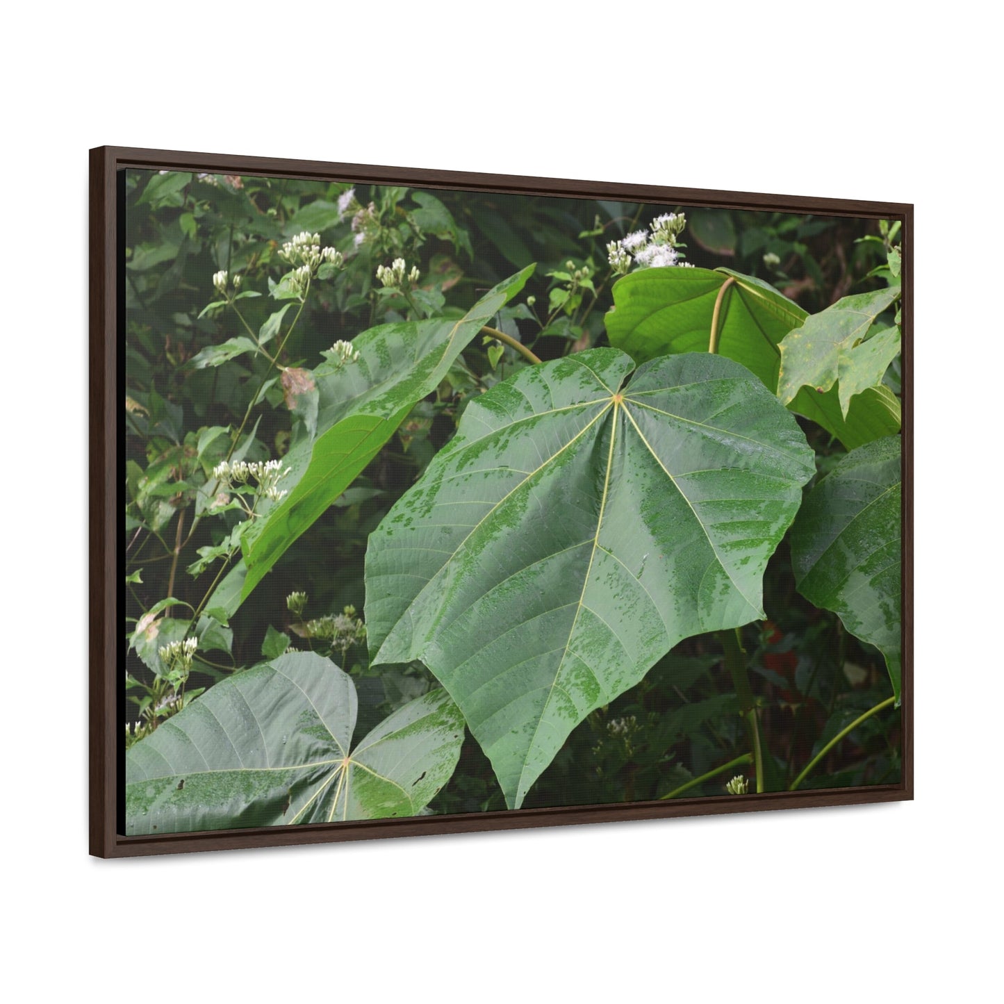 Rainforest Trails & Views - Gallery Canvas Wraps, Horizontal Frame - El Yunque National Forest - Puerto Rico - Rio Sabana trail - one of 250 plant species of l Yunque - Green Forest Home