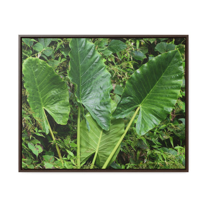 Rainforest Trails & Views - Gallery Canvas Wraps, Horizontal Frame - El Yunque National Forest - Puerto Rico - Rio Sabana trail - one of 250 plant species of l Yunque - Green Forest Home