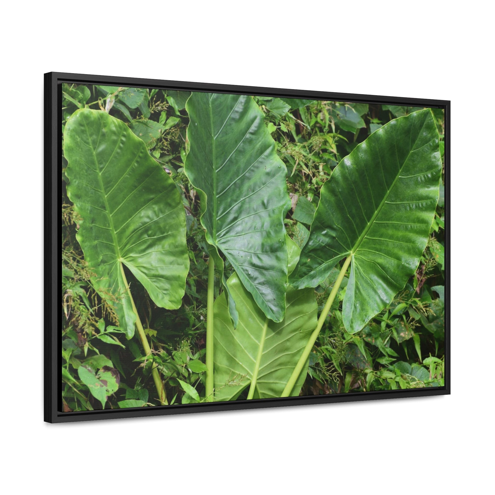 Rainforest Trails & Views - Gallery Canvas Wraps, Horizontal Frame - El Yunque National Forest - Puerto Rico - Rio Sabana trail - one of 250 plant species of l Yunque - Green Forest Home