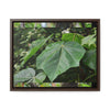 Rainforest Trails & Views - Gallery Canvas Wraps, Horizontal Frame - El Yunque National Forest - Puerto Rico - Rio Sabana trail - one of 250 plant species of l Yunque - Green Forest Home
