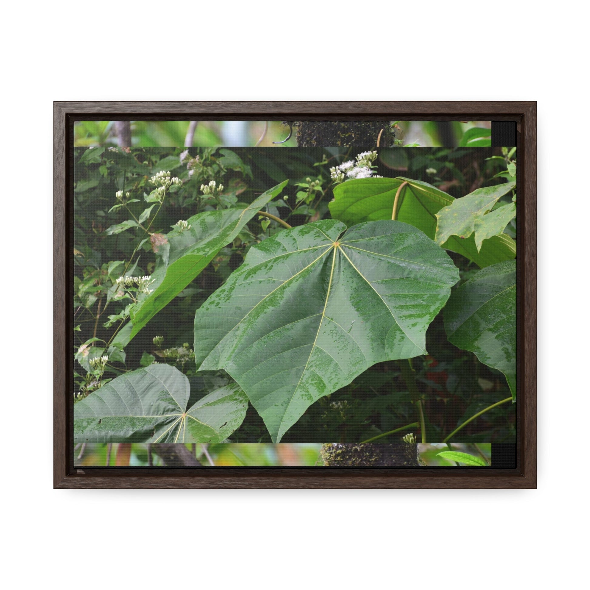 Rainforest Trails & Views - Gallery Canvas Wraps, Horizontal Frame - El Yunque National Forest - Puerto Rico - Rio Sabana trail - one of 250 plant species of l Yunque - Green Forest Home