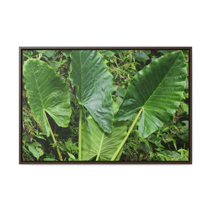 Rainforest Trails & Views - Gallery Canvas Wraps, Horizontal Frame - El Yunque National Forest - Puerto Rico - Rio Sabana trail - one of 250 plant species of l Yunque - Green Forest Home