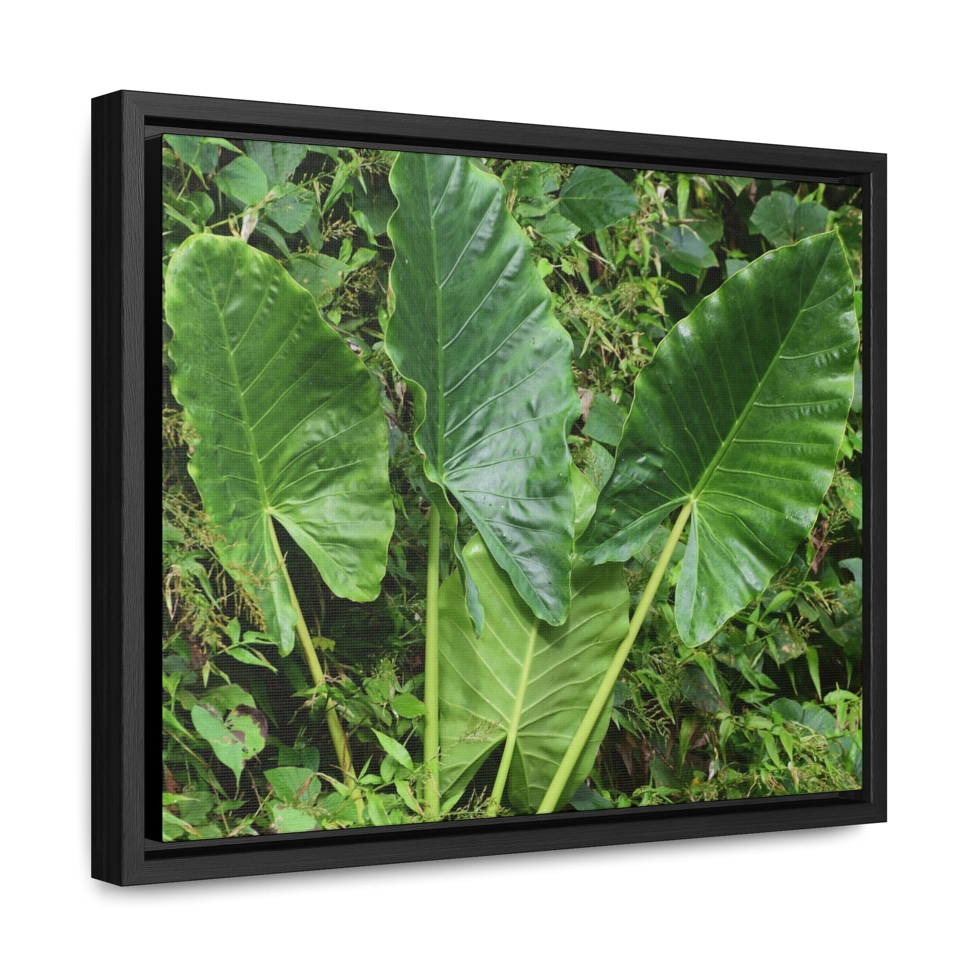 Rainforest Trails & Views - Gallery Canvas Wraps, Horizontal Frame - El Yunque National Forest - Puerto Rico - Rio Sabana trail - one of 250 plant species of l Yunque - Green Forest Home