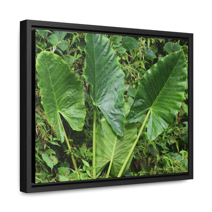 Rainforest Trails & Views - Gallery Canvas Wraps, Horizontal Frame - El Yunque National Forest - Puerto Rico - Rio Sabana trail - one of 250 plant species of l Yunque - Green Forest Home