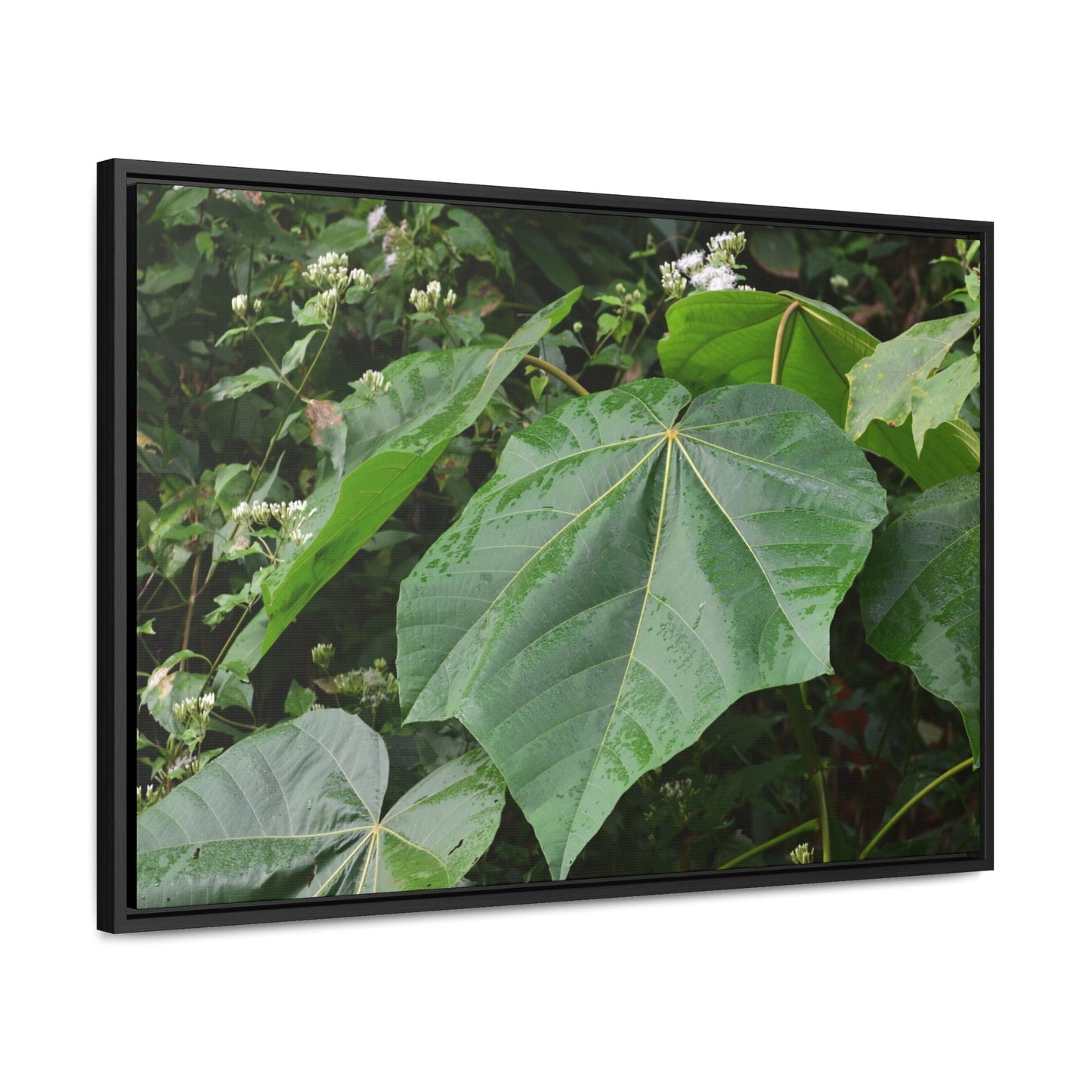 Rainforest Trails & Views - Gallery Canvas Wraps, Horizontal Frame - El Yunque National Forest - Puerto Rico - Rio Sabana trail - one of 250 plant species of l Yunque - Green Forest Home