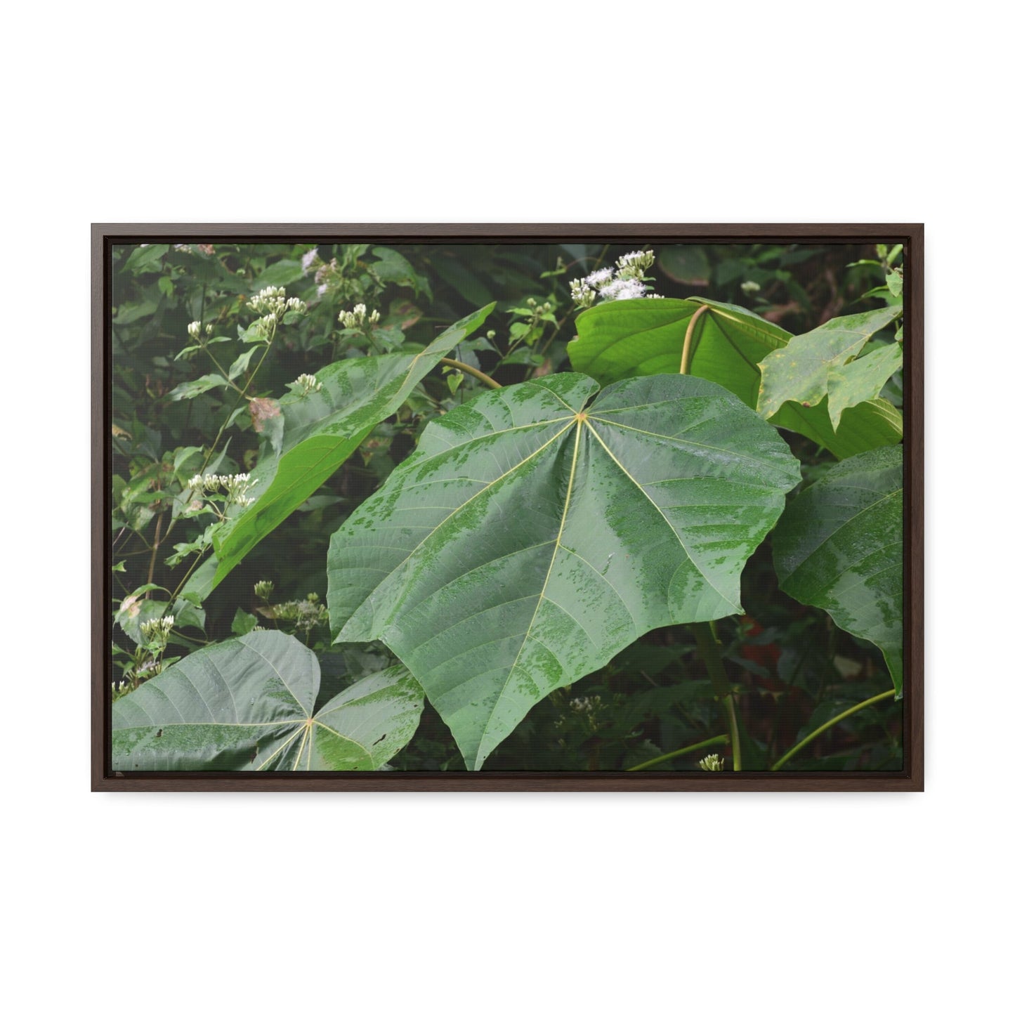 Rainforest Trails & Views - Gallery Canvas Wraps, Horizontal Frame - El Yunque National Forest - Puerto Rico - Rio Sabana trail - one of 250 plant species of l Yunque - Green Forest Home