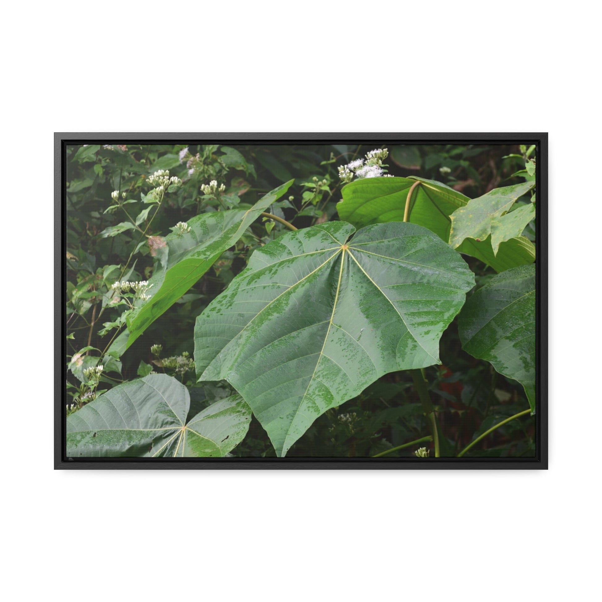 Rainforest Trails & Views - Gallery Canvas Wraps, Horizontal Frame - El Yunque National Forest - Puerto Rico - Rio Sabana trail - one of 250 plant species of l Yunque - Green Forest Home