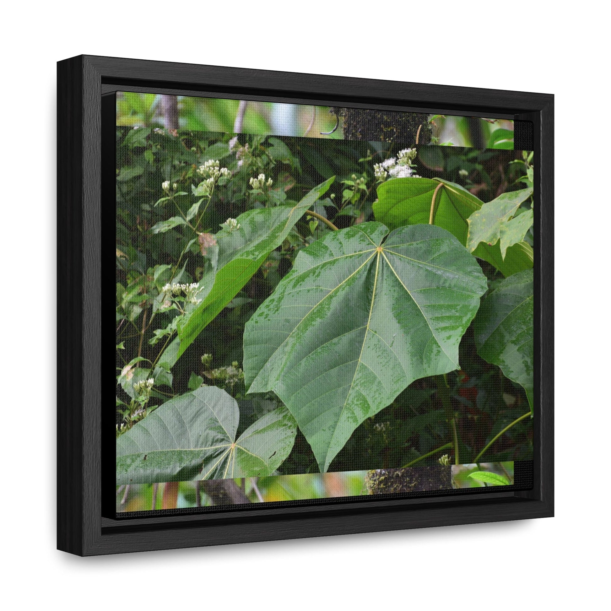 Rainforest Trails & Views - Gallery Canvas Wraps, Horizontal Frame - El Yunque National Forest - Puerto Rico - Rio Sabana trail - one of 250 plant species of l Yunque - Green Forest Home