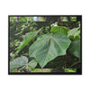 Rainforest Trails & Views - Gallery Canvas Wraps, Horizontal Frame - El Yunque National Forest - Puerto Rico - Rio Sabana trail - one of 250 plant species of l Yunque - Green Forest Home