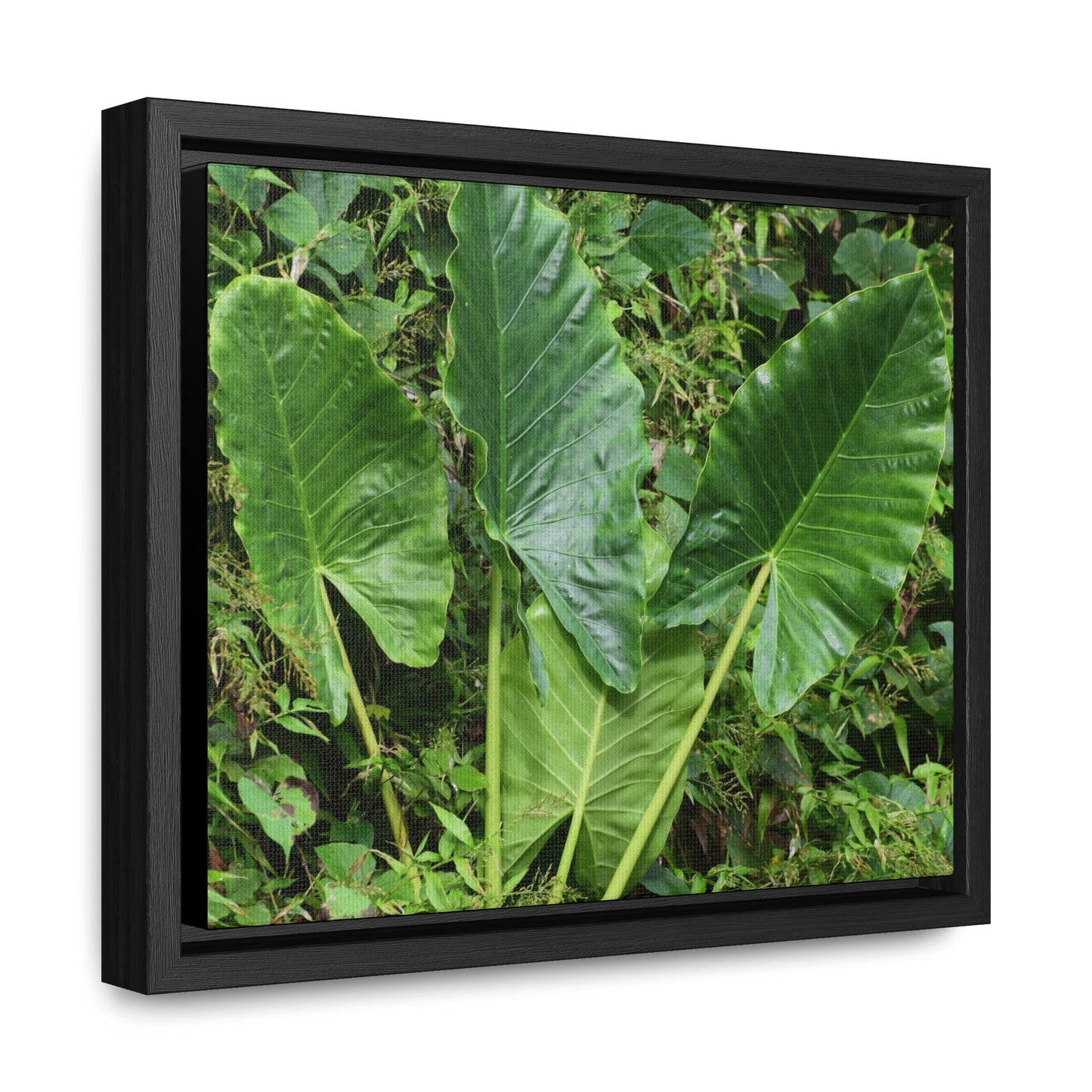 Rainforest Trails & Views - Gallery Canvas Wraps, Horizontal Frame - El Yunque National Forest - Puerto Rico - Rio Sabana trail - one of 250 plant species of l Yunque - Green Forest Home