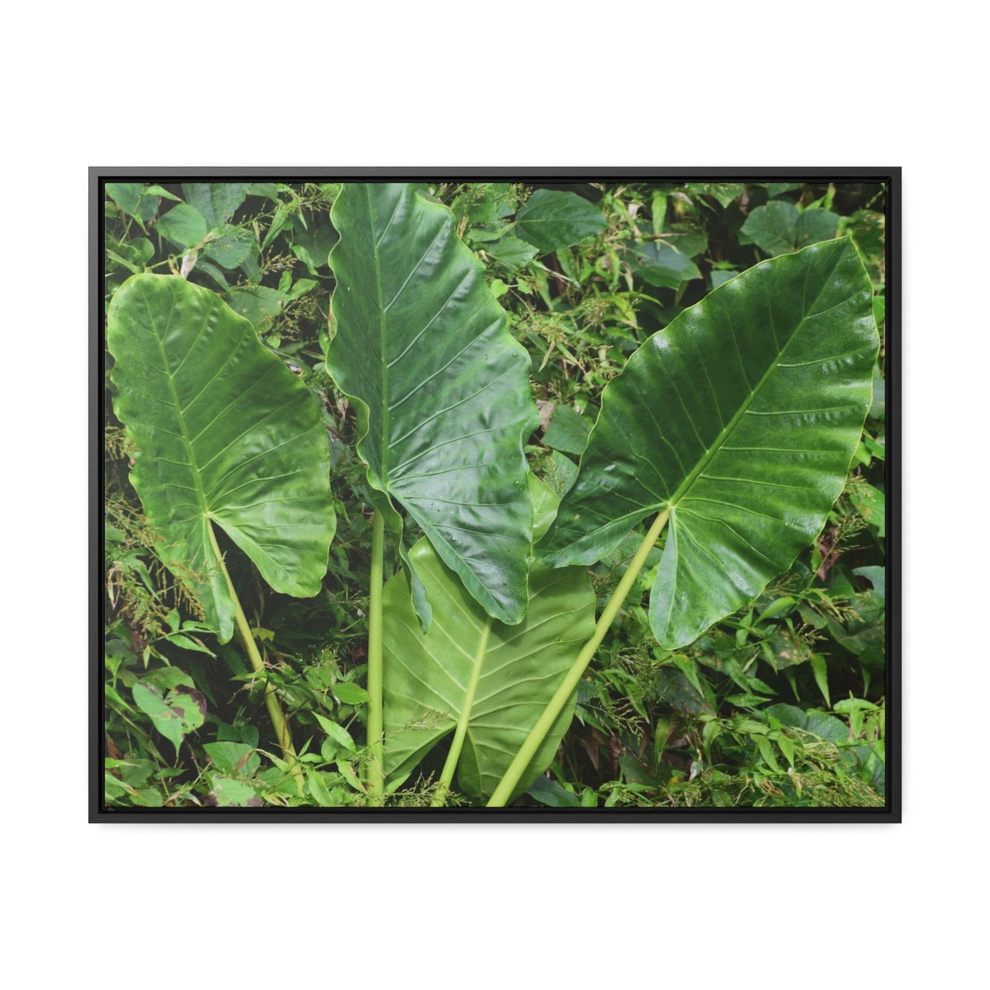 Rainforest Trails & Views - Gallery Canvas Wraps, Horizontal Frame - El Yunque National Forest - Puerto Rico - Rio Sabana trail - one of 250 plant species of l Yunque - Green Forest Home