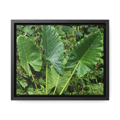 Rainforest Trails & Views - Gallery Canvas Wraps, Horizontal Frame - El Yunque National Forest - Puerto Rico - Rio Sabana trail - one of 250 plant species of l Yunque - Green Forest Home