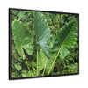 Rainforest Trails & Views - Gallery Canvas Wraps, Horizontal Frame - El Yunque National Forest - Puerto Rico - Rio Sabana trail - one of 250 plant species of l Yunque - Green Forest Home
