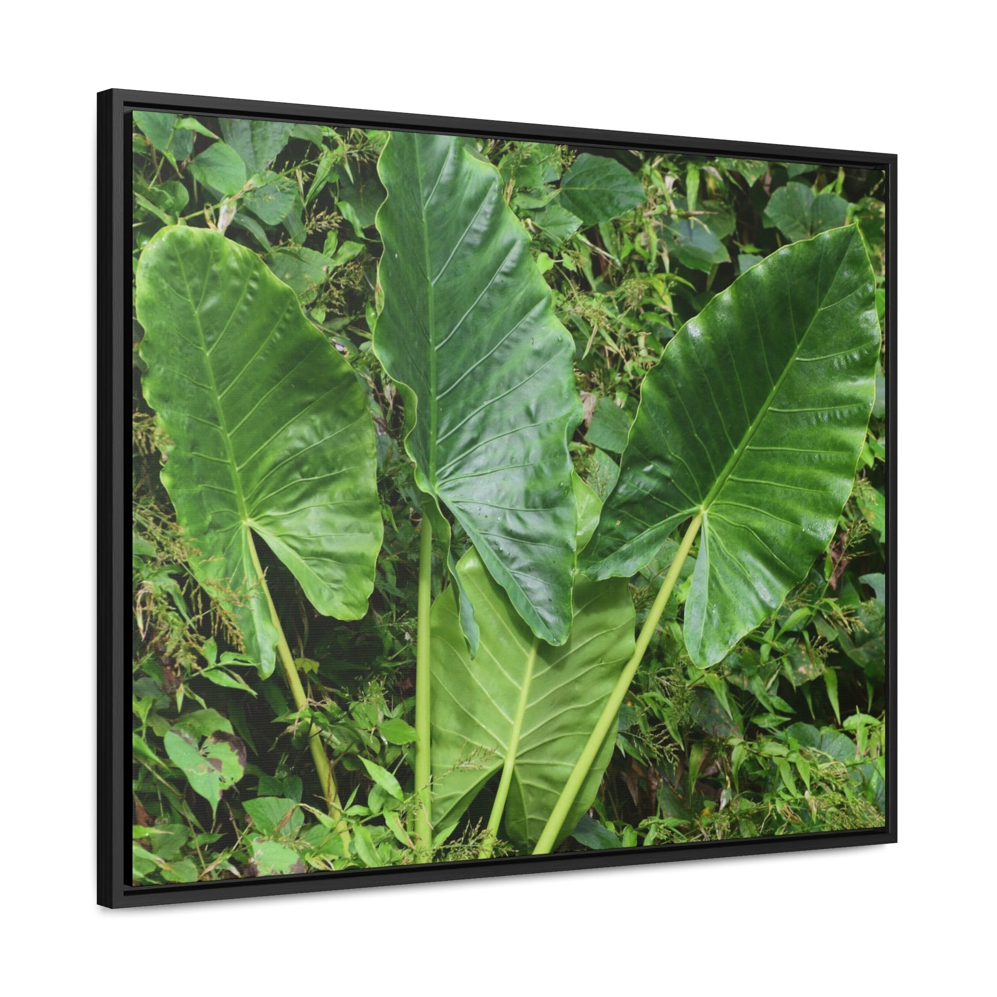 Rainforest Trails & Views - Gallery Canvas Wraps, Horizontal Frame - El Yunque National Forest - Puerto Rico - Rio Sabana trail - one of 250 plant species of l Yunque - Green Forest Home