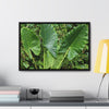 Rainforest Trails & Views - Gallery Canvas Wraps, Horizontal Frame - El Yunque National Forest - Puerto Rico - Rio Sabana trail - one of 250 plant species of l Yunque - Green Forest Home