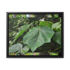 Rainforest Trails & Views - Gallery Canvas Wraps, Horizontal Frame - El Yunque National Forest - Puerto Rico - Rio Sabana trail - one of 250 plant species of l Yunque - Green Forest Home