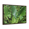 Rainforest Trails & Views - Gallery Canvas Wraps, Horizontal Frame - El Yunque National Forest - Puerto Rico - Rio Sabana trail - one of 250 plant species of l Yunque - Green Forest Home
