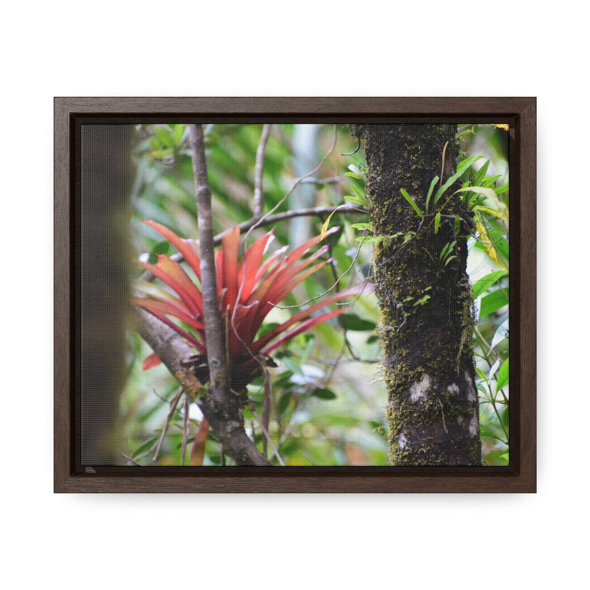 Rainforest Trails & Views - Gallery Canvas Wraps, Horizontal Frame - El Yunque National Forest - Puerto Rico - Rio Sabana trail - rare RED bromeliad - Green Forest Home