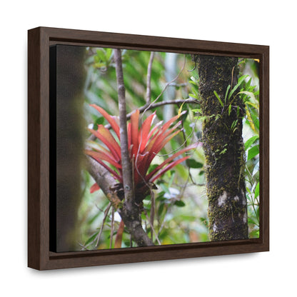 Rainforest Trails & Views - Gallery Canvas Wraps, Horizontal Frame - El Yunque National Forest - Puerto Rico - Rio Sabana trail - rare RED bromeliad - Green Forest Home