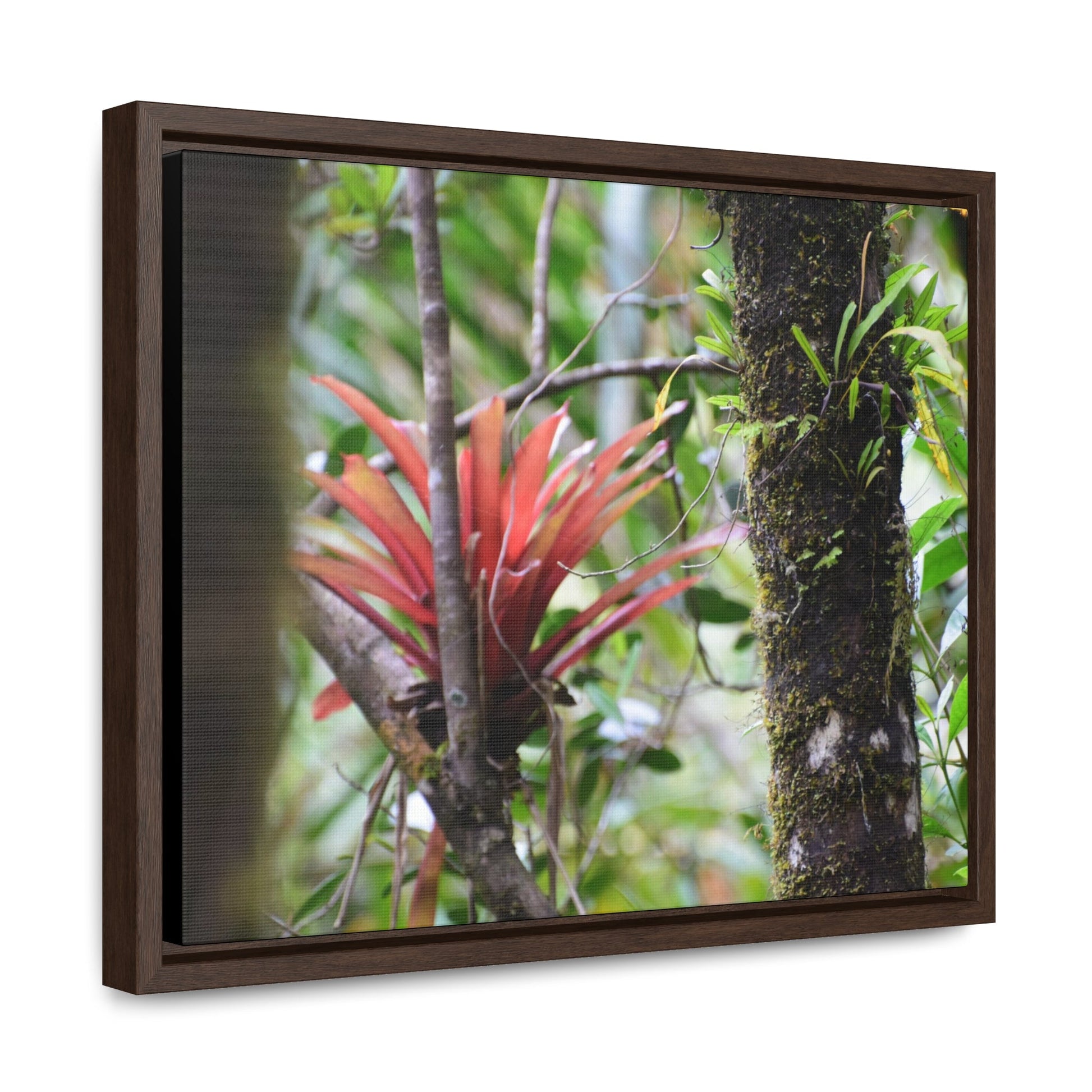 Rainforest Trails & Views - Gallery Canvas Wraps, Horizontal Frame - El Yunque National Forest - Puerto Rico - Rio Sabana trail - rare RED bromeliad - Green Forest Home