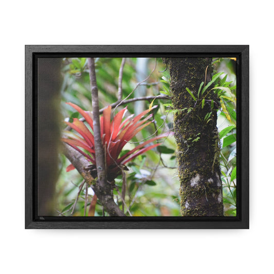 Rainforest Trails & Views - Gallery Canvas Wraps, Horizontal Frame - El Yunque National Forest - Puerto Rico - Rio Sabana trail - rare RED bromeliad - Green Forest Home