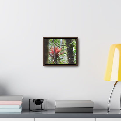 Rainforest Trails & Views - Gallery Canvas Wraps, Horizontal Frame - El Yunque National Forest - Puerto Rico - Rio Sabana trail - rare RED bromeliad - Green Forest Home
