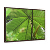 Rainforest Trails & Views - Gallery Canvas Wraps, Horizontal Frame - El Yunque National Forest - Puerto Rico - Rio Sabana trail - the amazing fast-growing Yagrumo Tree - Green Forest Home