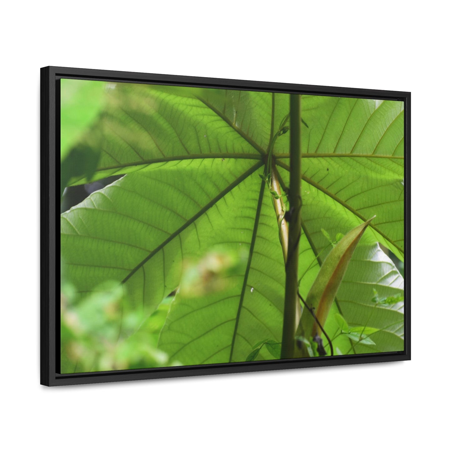 Rainforest Trails & Views - Gallery Canvas Wraps, Horizontal Frame - El Yunque National Forest - Puerto Rico - Rio Sabana trail - the amazing fast-growing Yagrumo Tree - Green Forest Home